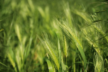 grass closeup background