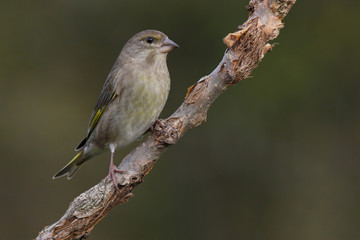 European Greenfinch