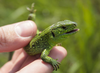 lizard
