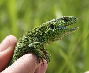 lizard