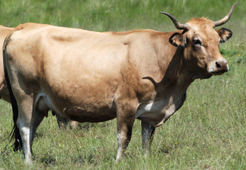 Vache Aubrac