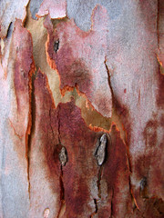 Eucalyptus Bark 2