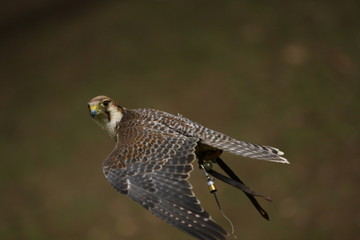 Bussard