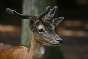 Reh © Petra Kohlstädt