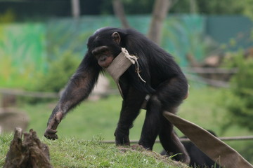 Schimpanse