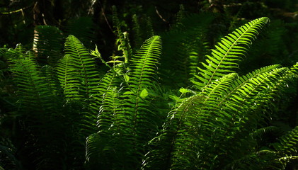Ferns under the sun
