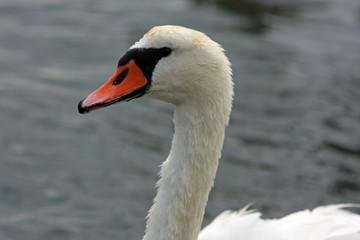 Obraz premium schwan