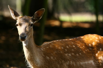 reh © Petra Kohlstädt