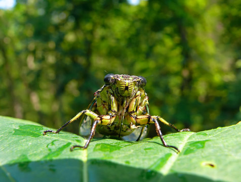 Cicada (Tibicen bichamatus) 3
