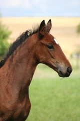 Obraz premium Maggie 6