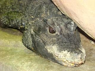 Head of the crocodile Osteolaemus tetraspis