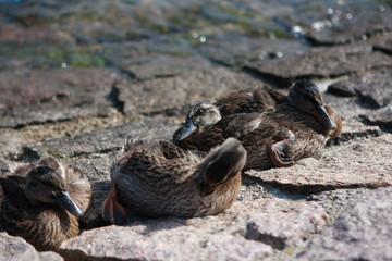 Fototapeta premium Ente