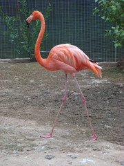 Red flamingo Phoenicopterus ruber on coast at a pond