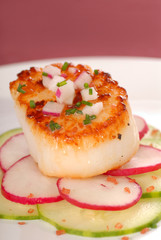 Seared scallop on a salad of cucumber and radish