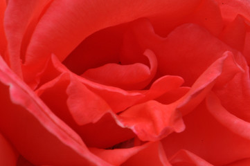 Naklejka premium coeur de rose