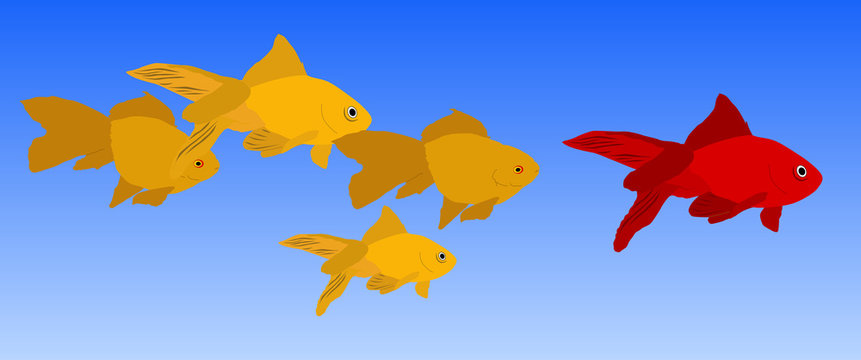 Peces siguiendo al pez rojo