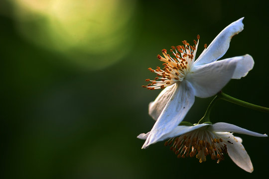 Jasmin Bl&uuml;te