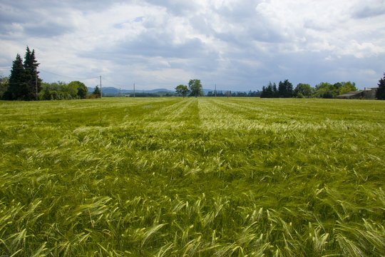 Prairie