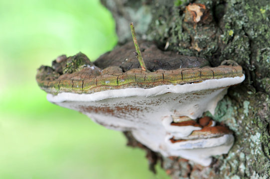 champignon