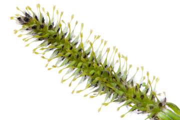weeping willow catkin