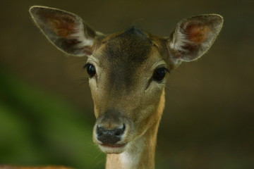 Reh © Petra Kohlstädt