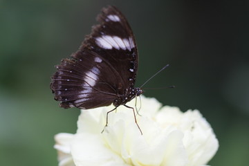 schmetterling