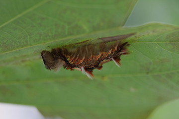 schmetterling