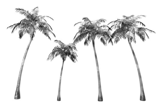 3d render of palm tree