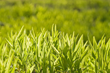 green grass over the sun