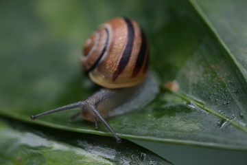 schnecke
