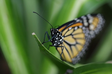 Fototapeta premium schmetterling