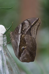Fototapeta premium schmetterling