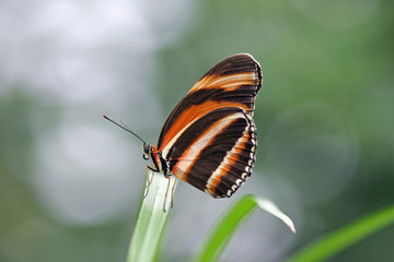 schmetterling