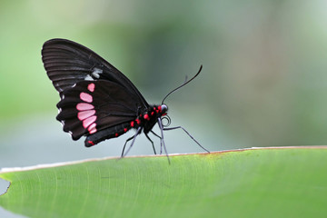 Fototapeta premium schmetterling