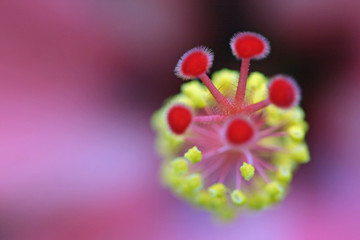 Fototapeta premium blüte