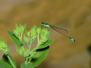 azure damselflie