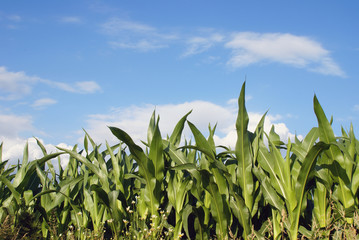 Maisfeld