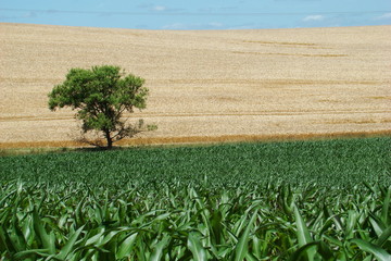 Champ de mais,Aisne