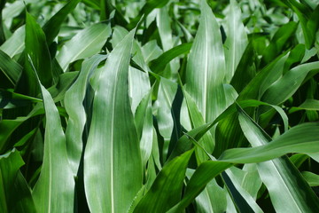 Feuilles de mais,Aisne