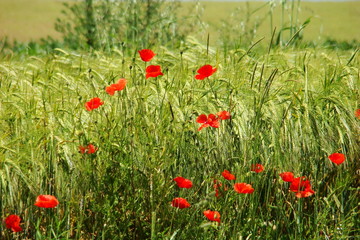 Coquelicots dans un champ de blé,Aisne