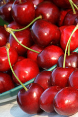 Freshly picked Cherries
