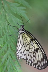 schmetterling