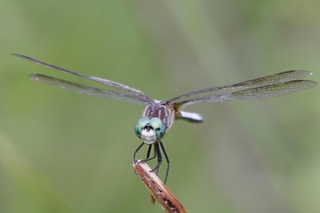 Blue Dasher Dragonfly (Pachydiplax longipennis)
