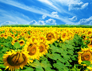Field of sunflowers on a background of the blue sky.
