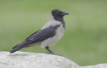 Hooded Crow. 