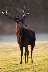 Red Deer