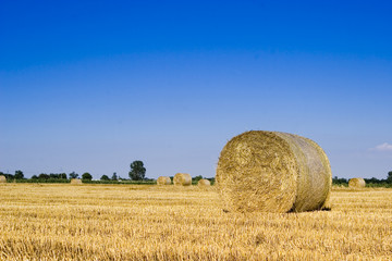 Fototapeta premium Bale in landscape