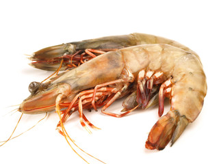 Shrimps