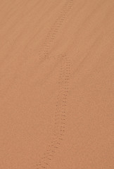 empreintes de scarabée dans le sable