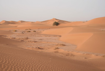 Fototapeta na wymiar arbre isolé dans les dunes